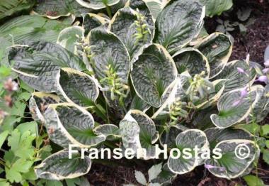 Hosta Applause
