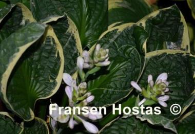 Hosta Applause