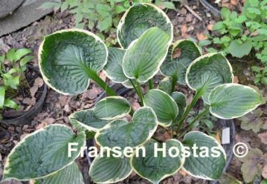 Hosta Applause