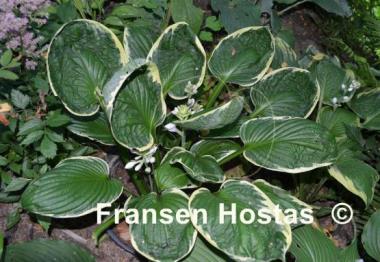 Hosta Applause
