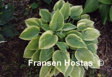 Hosta Apple Candy