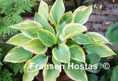 Hosta Apple Candy