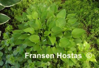 Hosta Apple Green