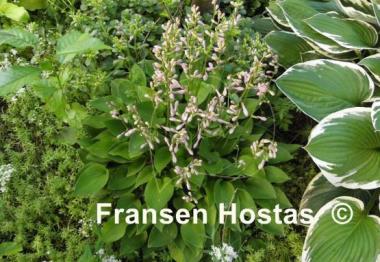 Hosta Apple Green