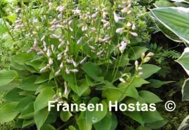 Hosta Apple Green