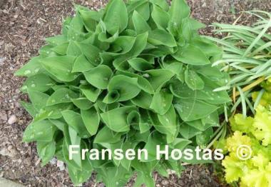 Hosta Apple Green