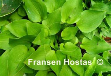 Hosta Apple Green