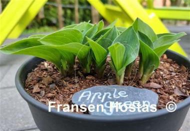 Hosta Apple Green
