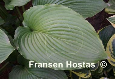Hosta Apple Pie (Smith/Grenfell)