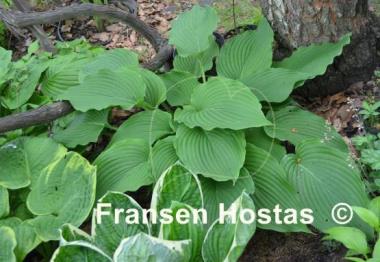 Hosta Apple Pie (Smith/Grenfell)