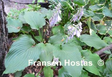 Hosta Apple Pie (Smith/Grenfell)