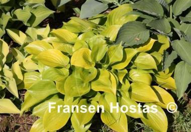 Hosta Appletini