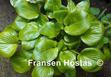 Hosta Appletini