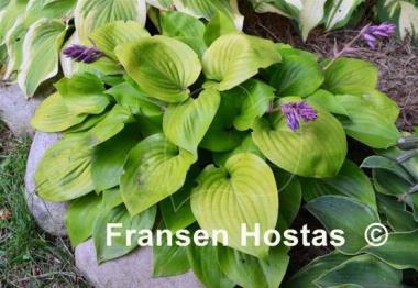 Hosta Appletini