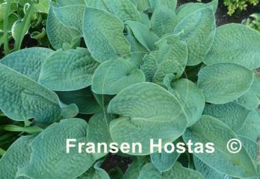 Hosta Aqua Velva