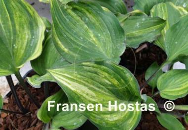 Hosta Aquamarine Dream