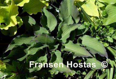 Hosta Aquamarine