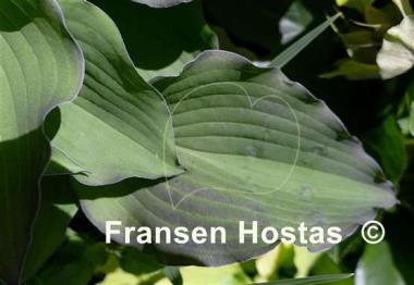 Hosta Aquamarine