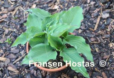 Hosta Aquamarine