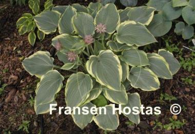 Hosta Arc de Triomphe