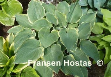 Hosta Arc de Triomphe