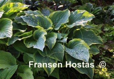 Hosta Arc de Triomphe