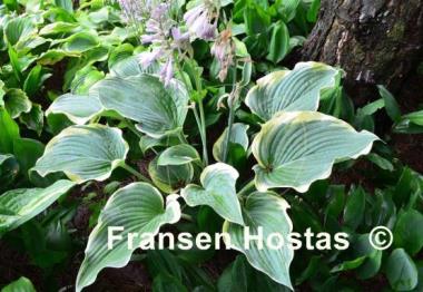 Hosta Arc de Triomphe