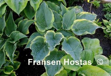 Hosta Arc de Triomphe