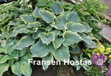 Hosta Arc de Triomphe