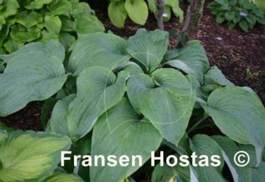 Hosta Arch Duke