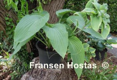 Hosta Arch Duke