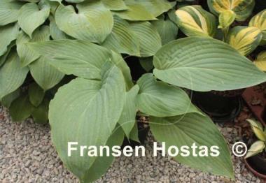 Hosta Arch Duke