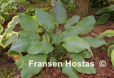 Hosta Arctic Blast