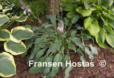 Hosta Arctic Blast