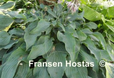 Hosta Arctic Blast