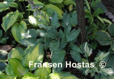 Hosta Arctic Blast