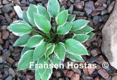 Hosta Arctic Circle