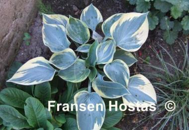 Hosta Aristocrat