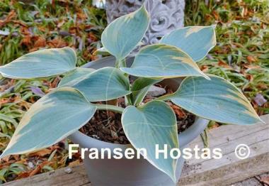 Hosta Aristocrat