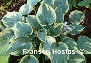 Hosta Aristocrat