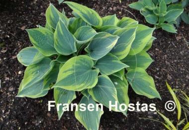 Hosta Aristocrat