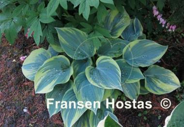 Hosta Aristocrat