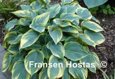 Hosta Aristocrat