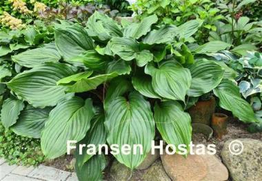 Hosta Armani