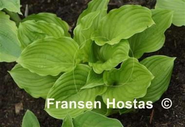 Hosta Armani