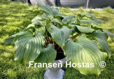 Hosta Armani