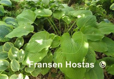 Hosta Arnold Black