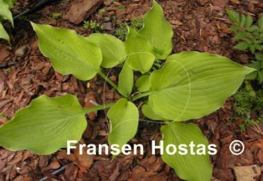 Hosta Arnold Black