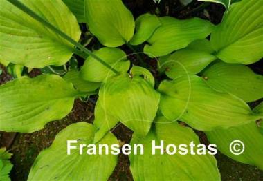 Hosta Arnold Black