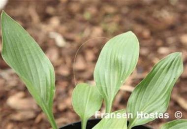 Hosta Asian Pearl
